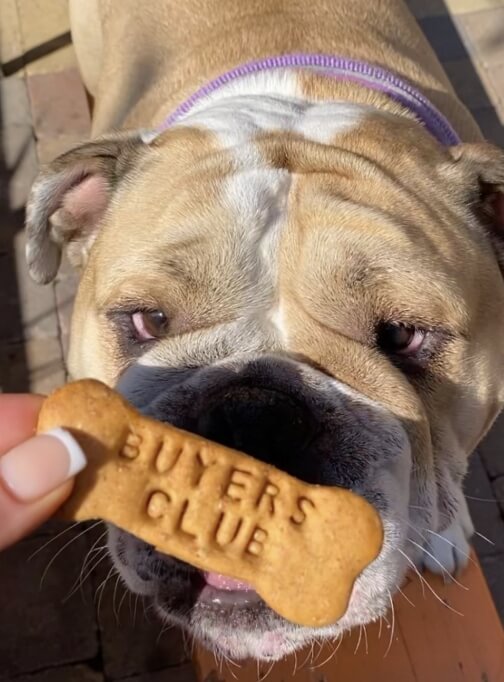 A dog waiting patiently for a treat